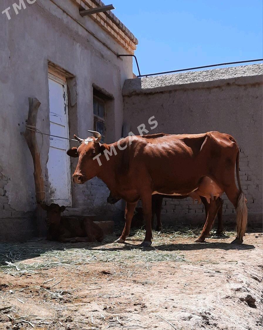 GÖLELİ SYGYR - Кёнеургенч - img 4