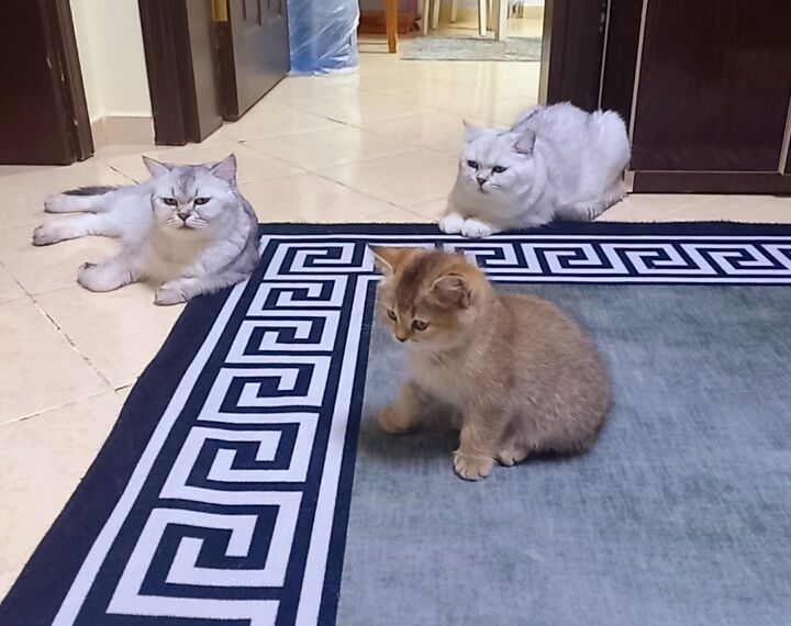 Шиншиллы шотландские - Aşgabat - img 10