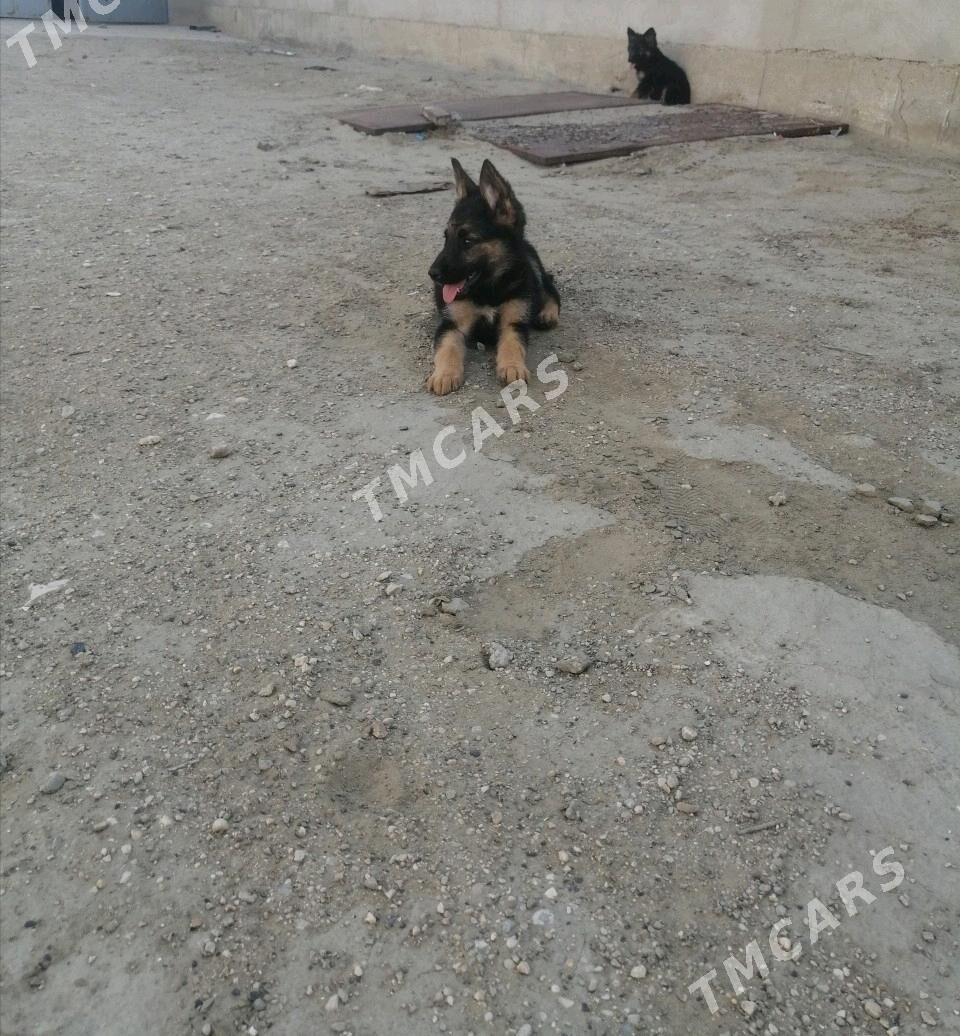 Овчарки - Hazar - img 2