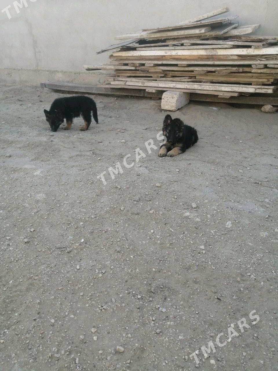 Овчарки - Hazar - img 5