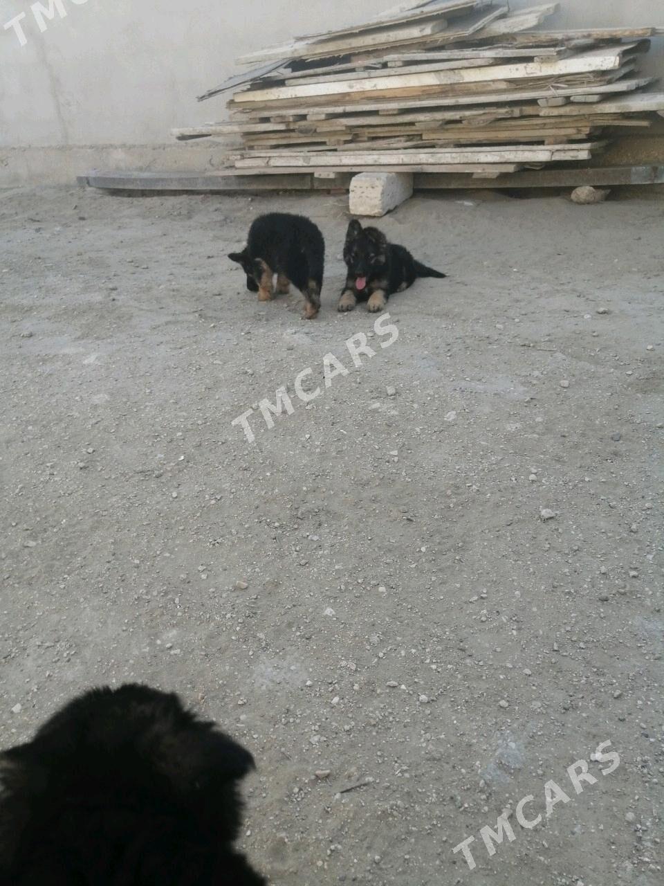 Овчарки - Hazar - img 7