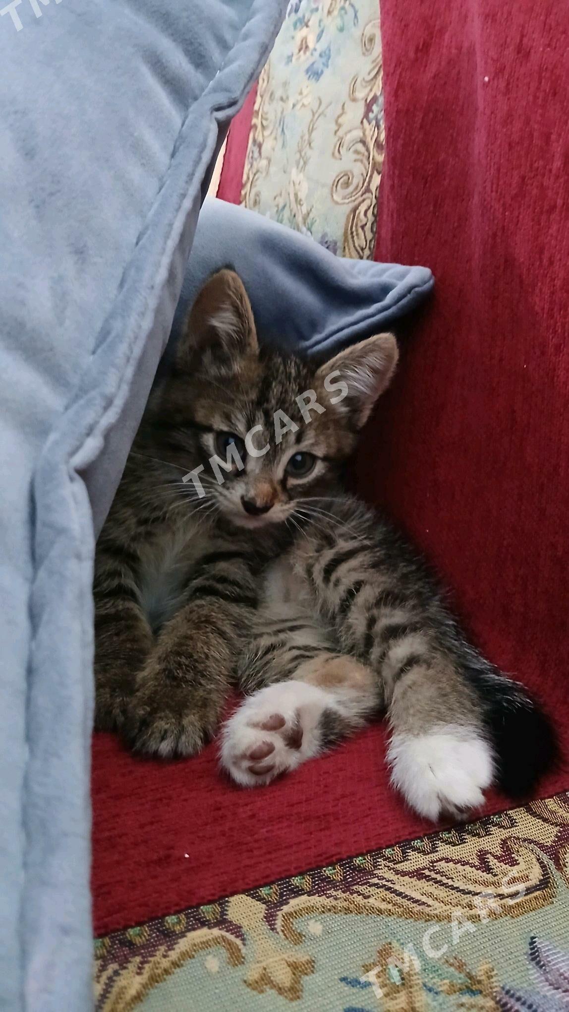 котёнок в добрые руки - Туркменабат - img 1