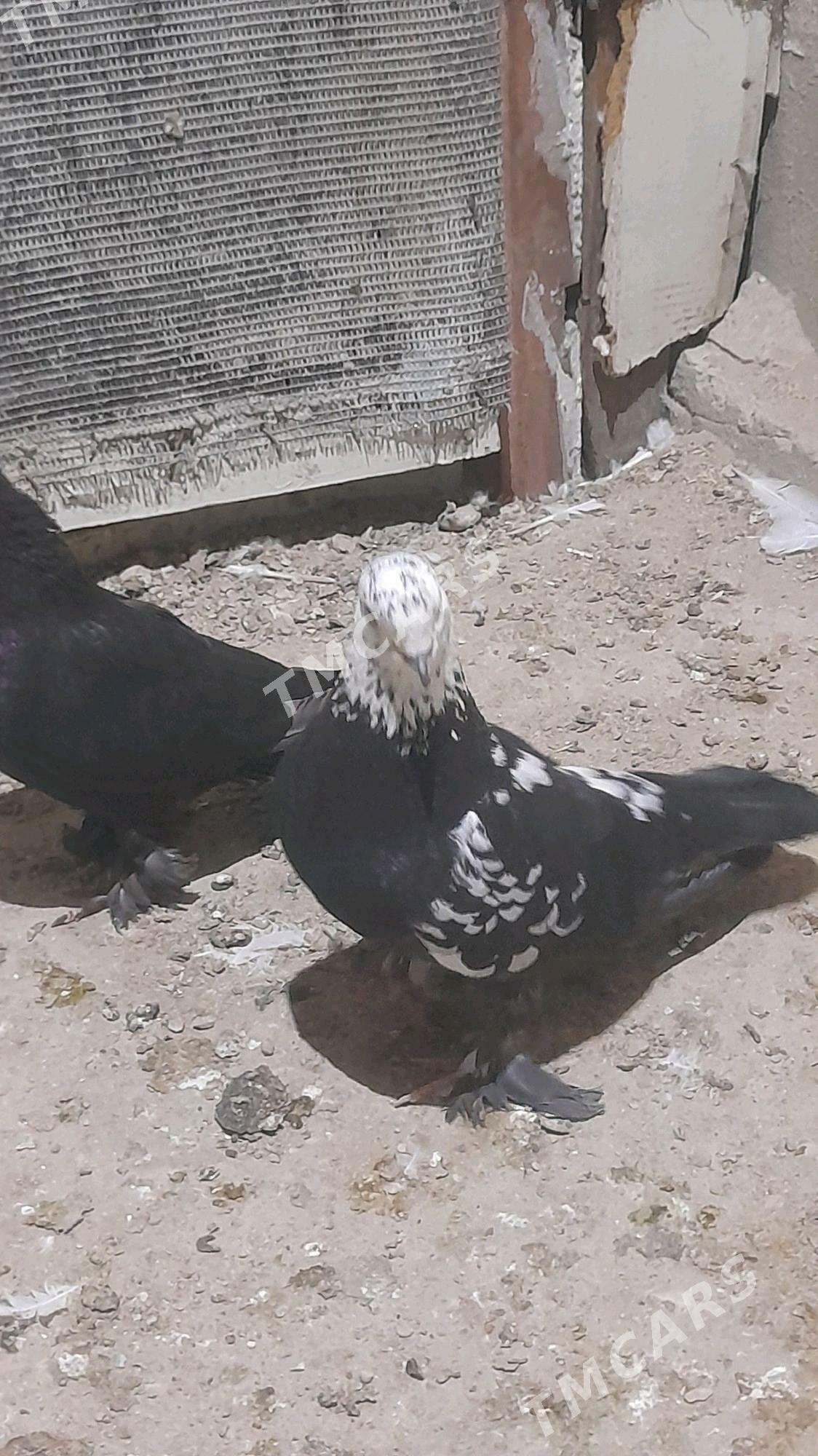 para guş - Balkanabat - img 3