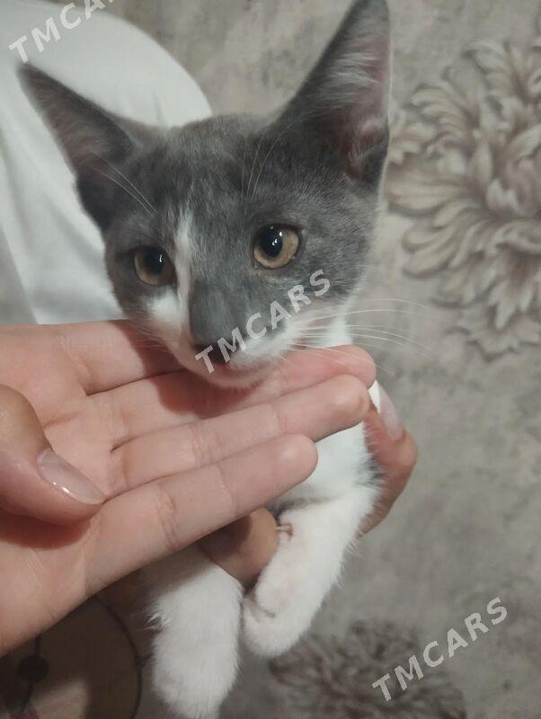 котенок - Aşgabat - img 2