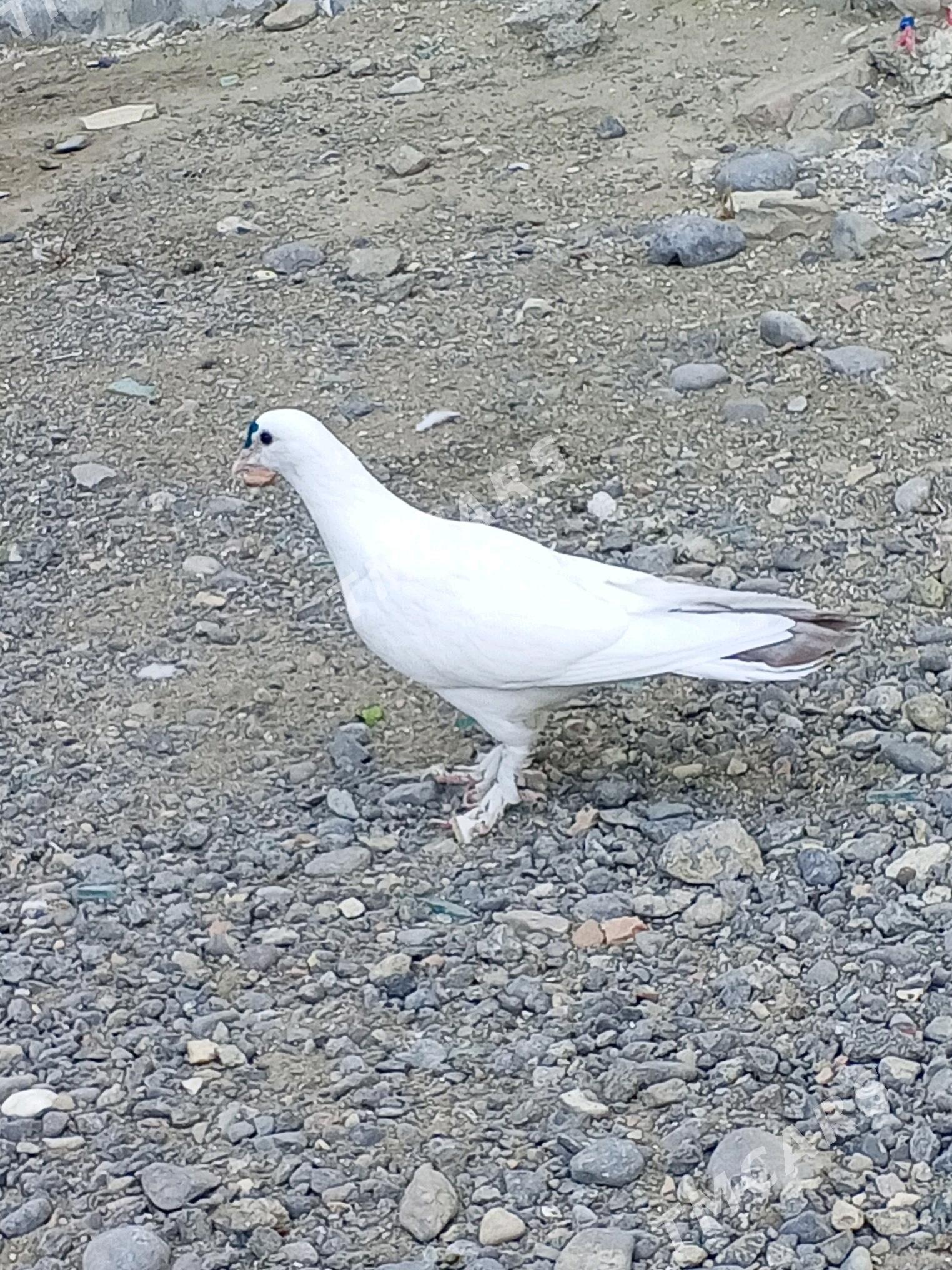 kepderi - Aşgabat - img 4