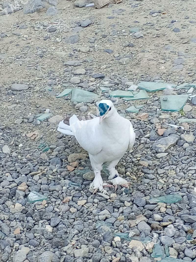 kepderi - Aşgabat - img 2