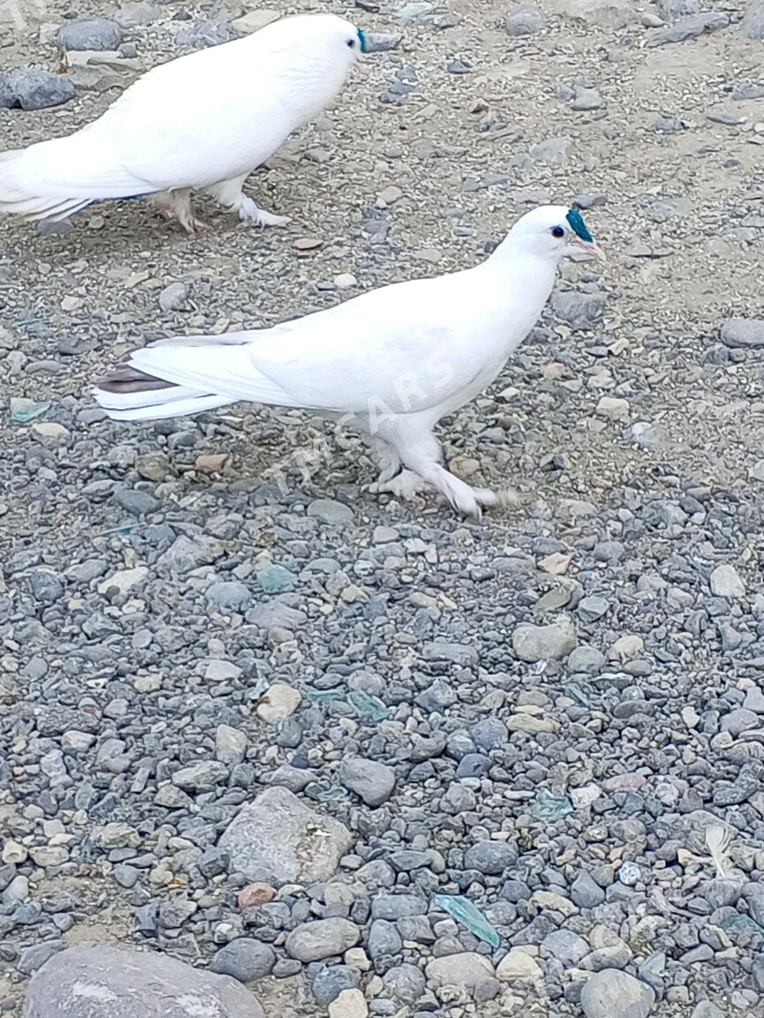 kepderi - Aşgabat - img 6