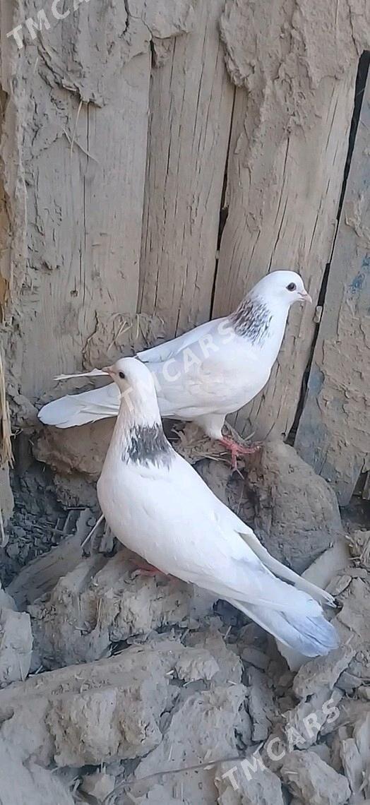 kepderi - Mary - img 6