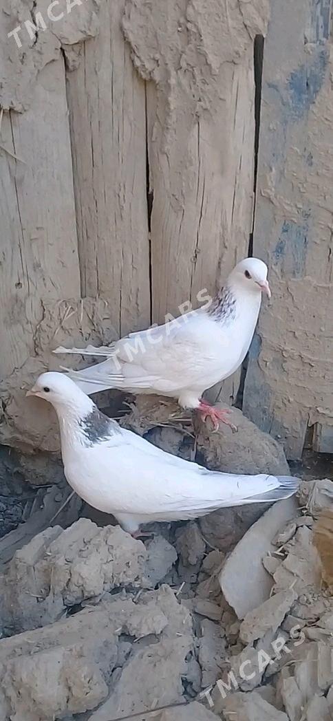 kepderi - Mary - img 2