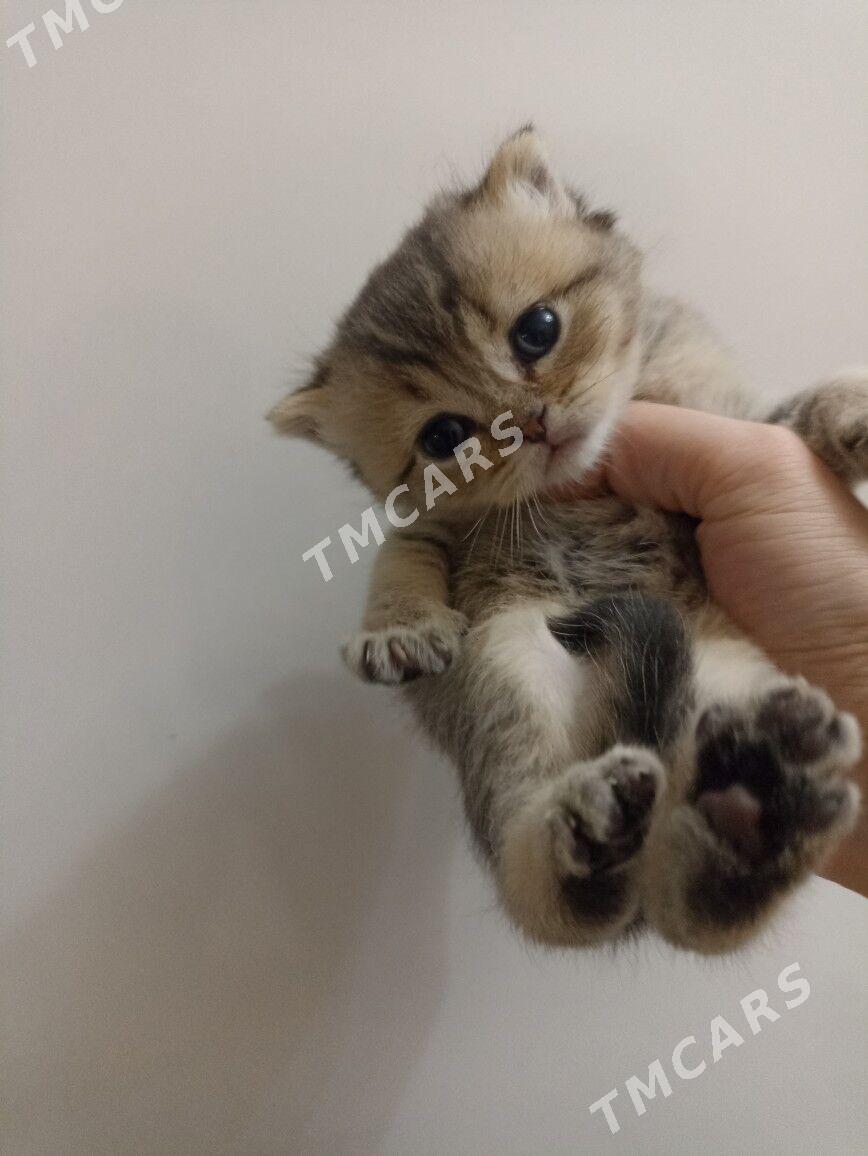 шотландские котята - Мир 1 - img 2