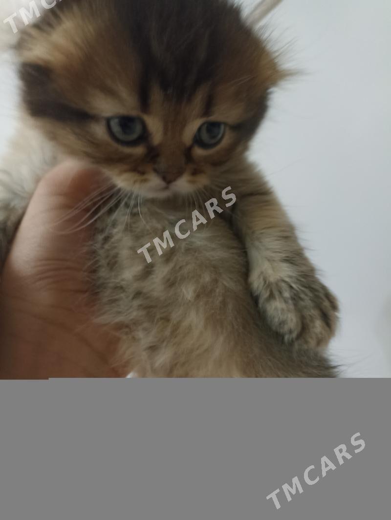 шотландские котята - Мир 1 - img 8