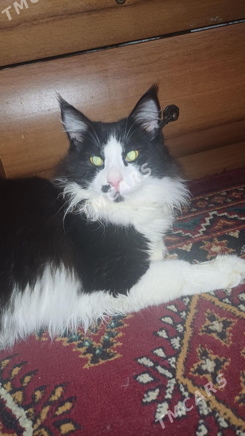 Котик - Ашхабад - img 3