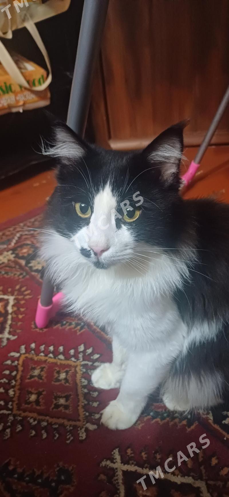 Котик - Ашхабад - img 4