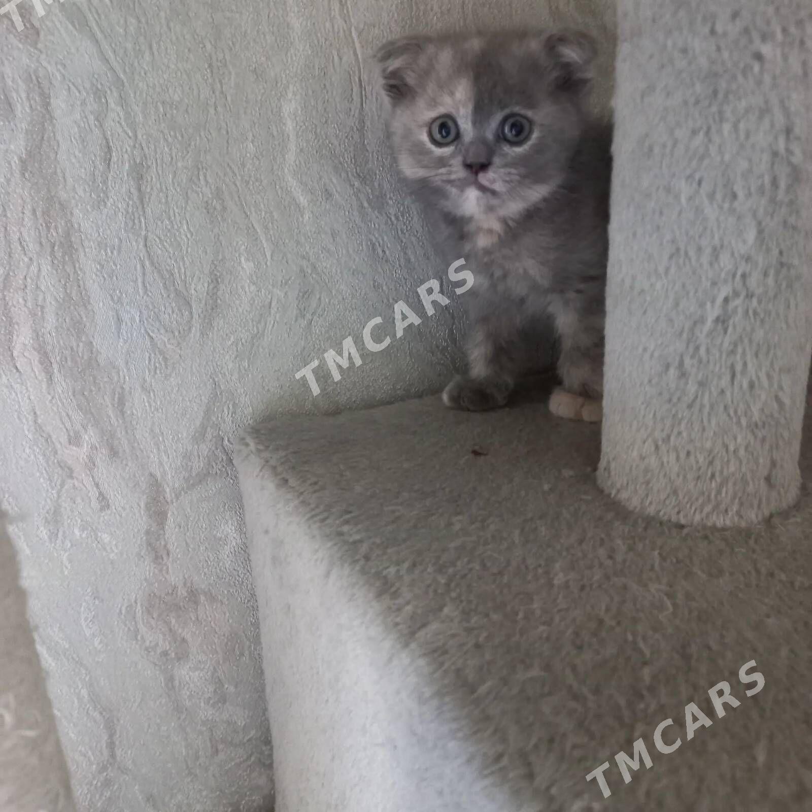 Шотландские котята - Parahat 1 - img 2