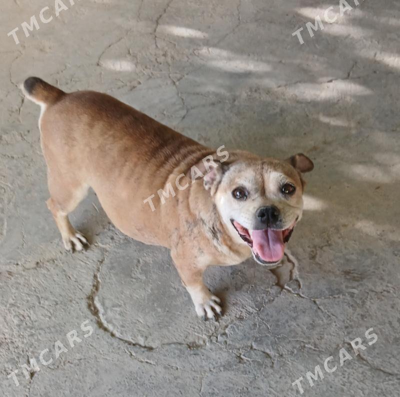 gujik - Бузмеин - img 2