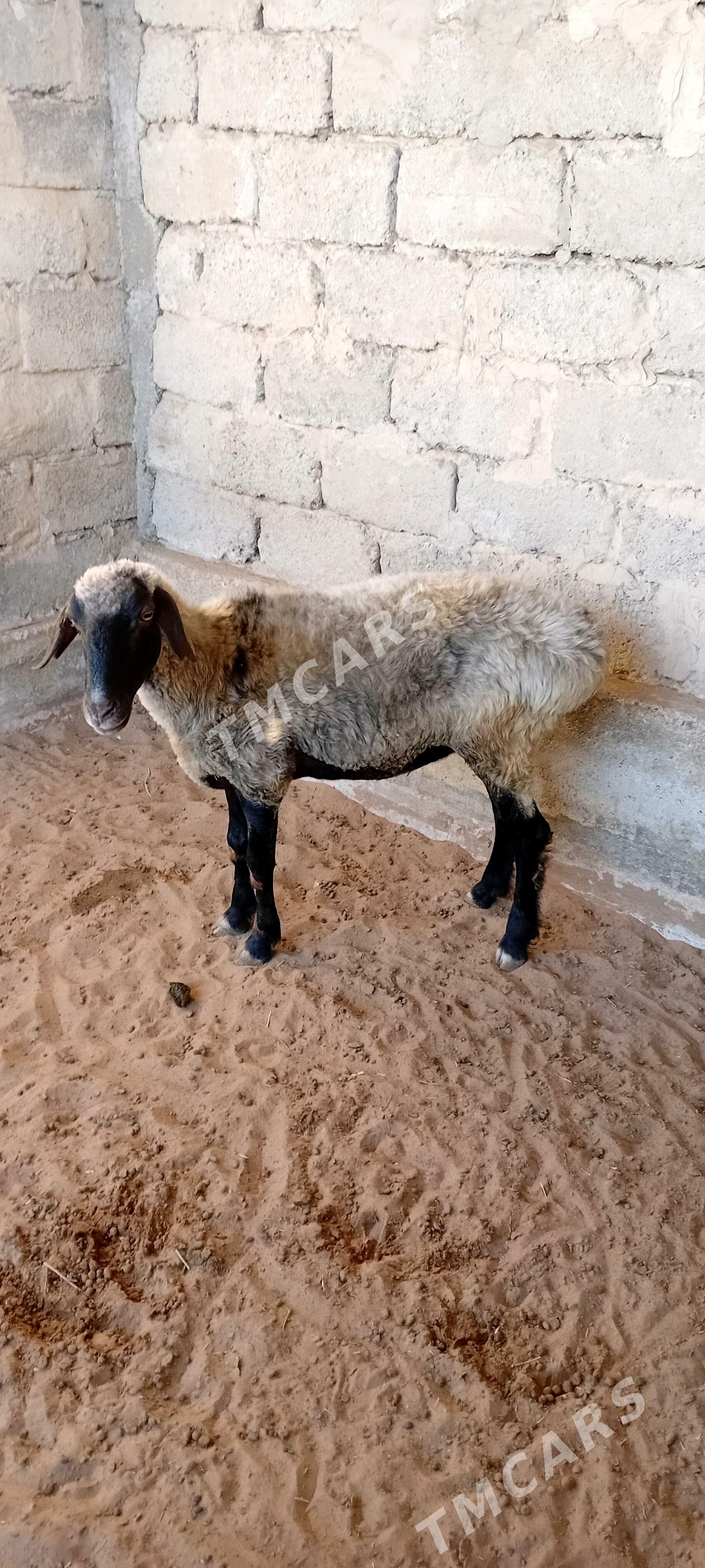 Goyun - Garadamak Şor - img 3