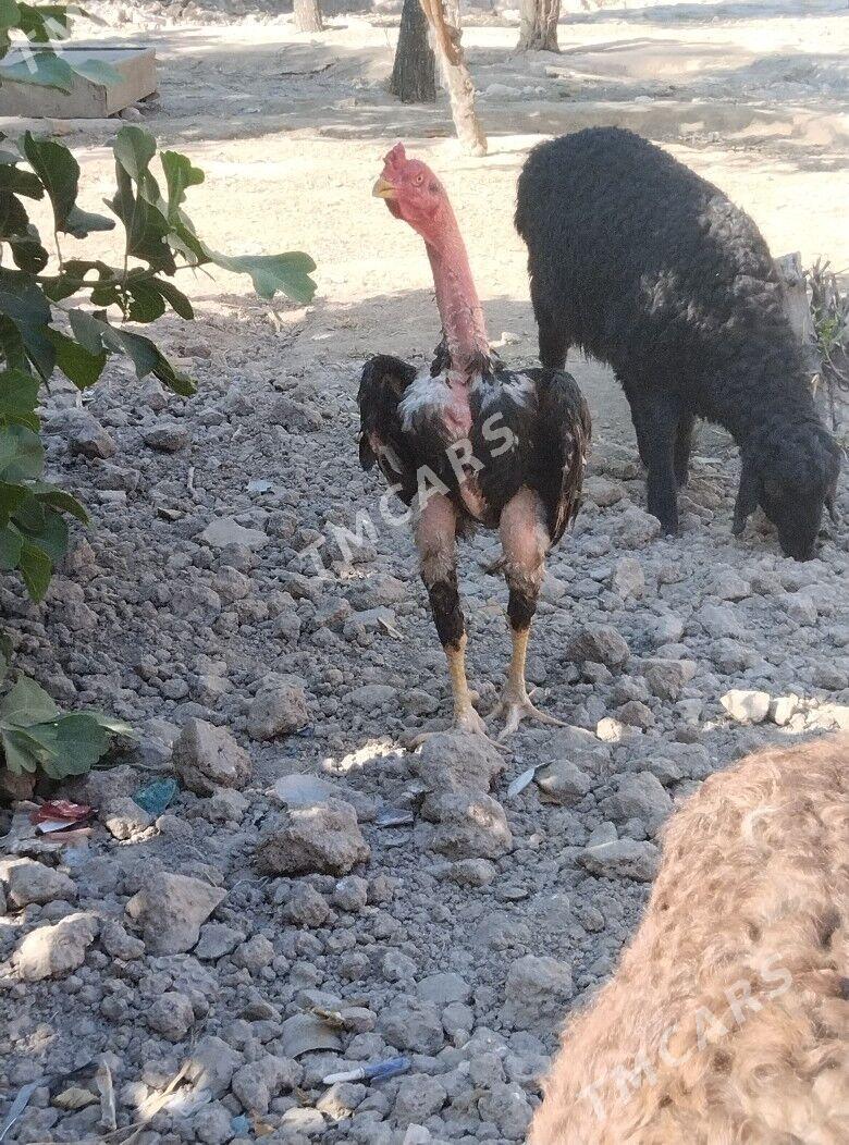tulek - Daşoguz - img 1