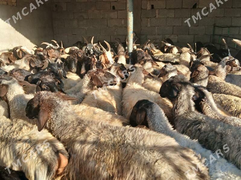 bakylan mallar goyun geci - Çoganly - img 2