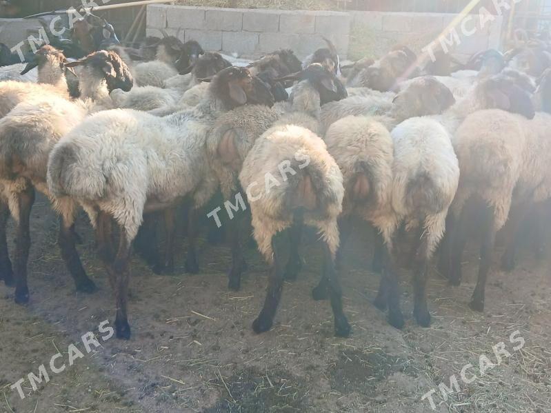 bakylan mallar goyun geci - Çoganly - img 3
