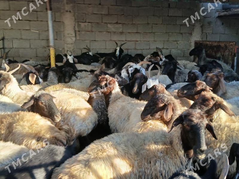 bakylan mallar goyun geci - Çoganly - img 5