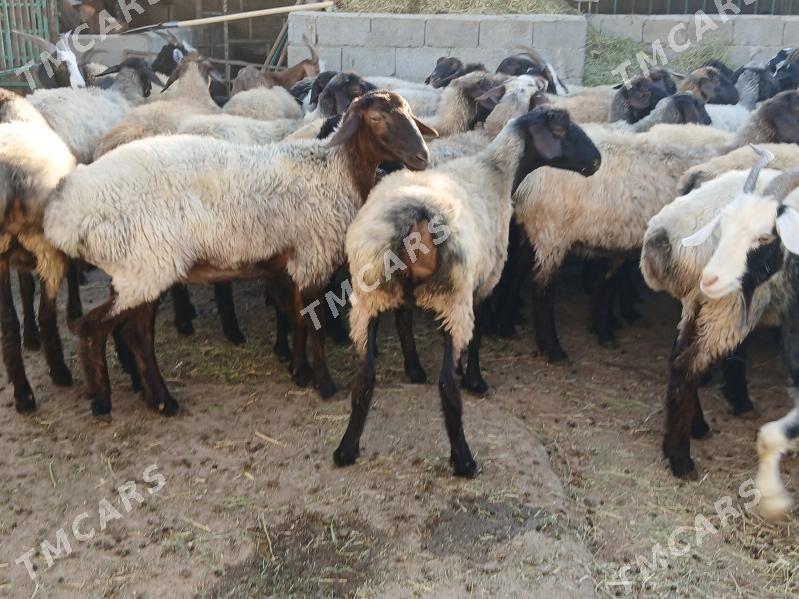 bakylan mallar goyun geci - Çoganly - img 4
