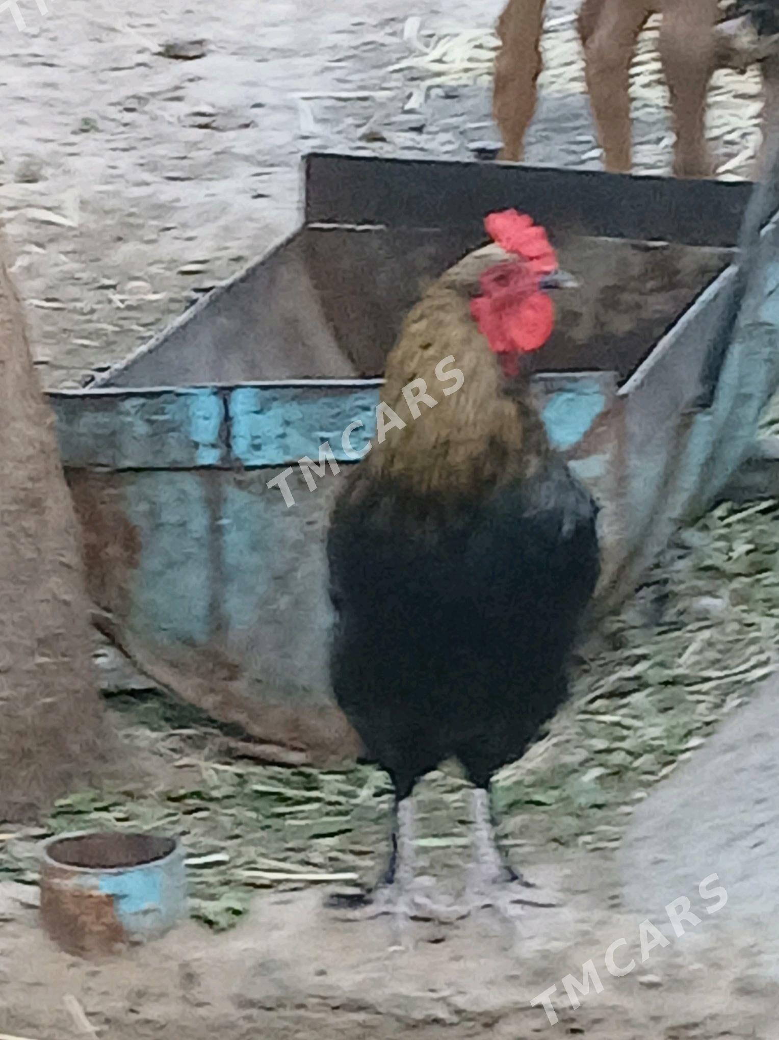 ŸAȘ HORAZLAR - Гёкдепе - img 2