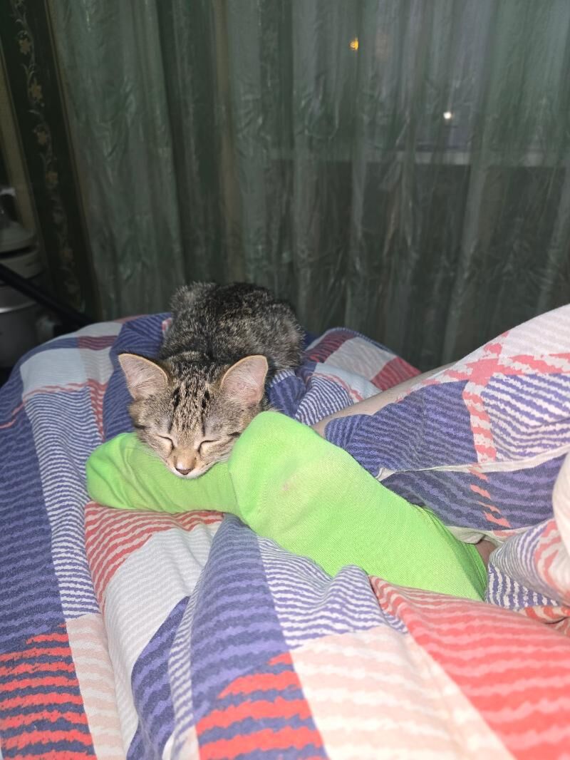 котятки в добрые руки - Туркменбаши - img 3