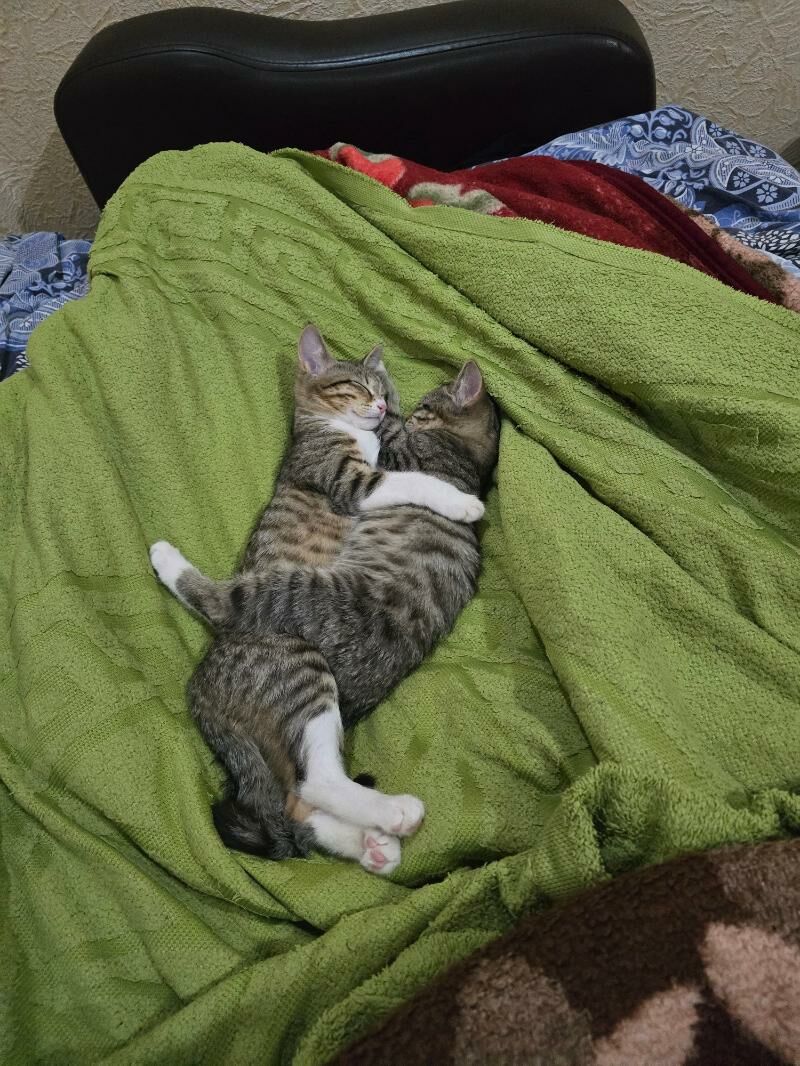 котятки в добрые руки - Туркменбаши - img 2
