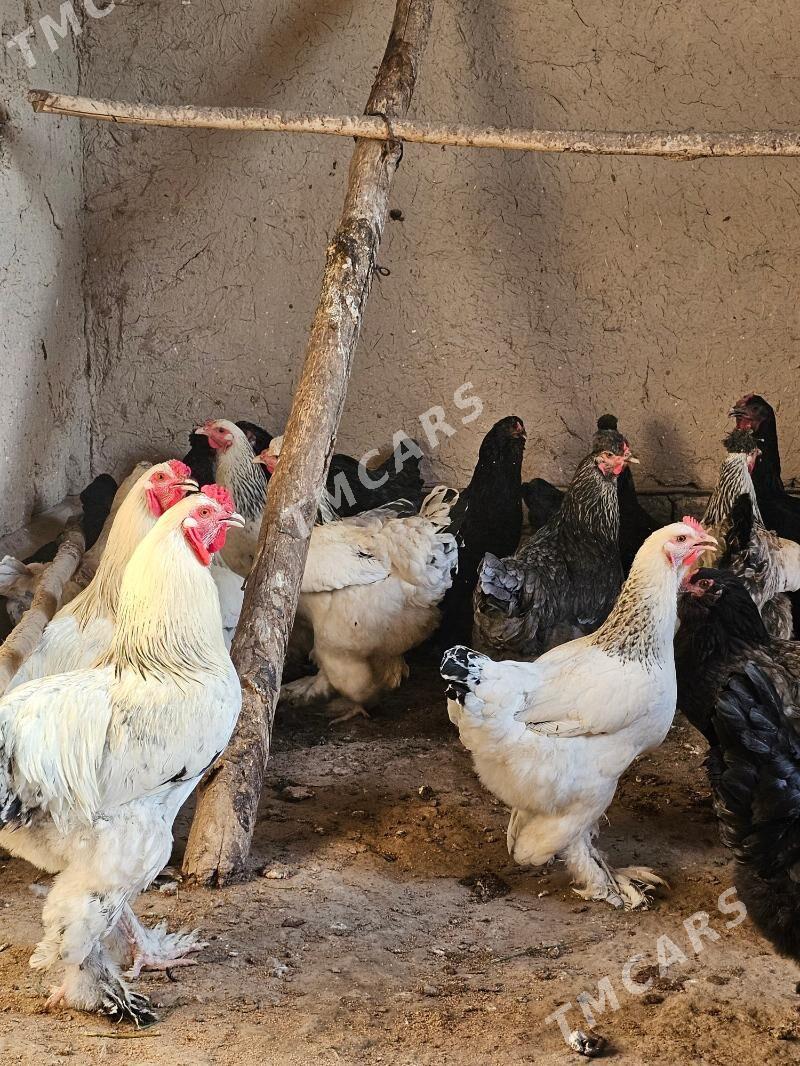 brama - Şabat etr. - img 2