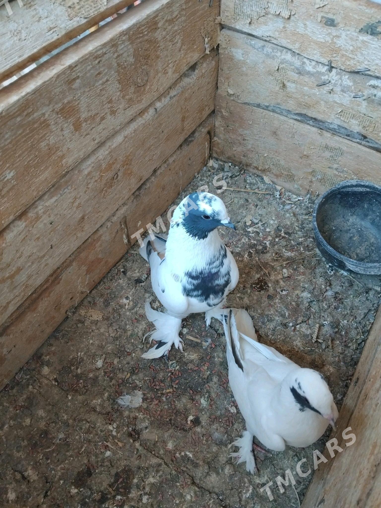 kepderi - Мары - img 2