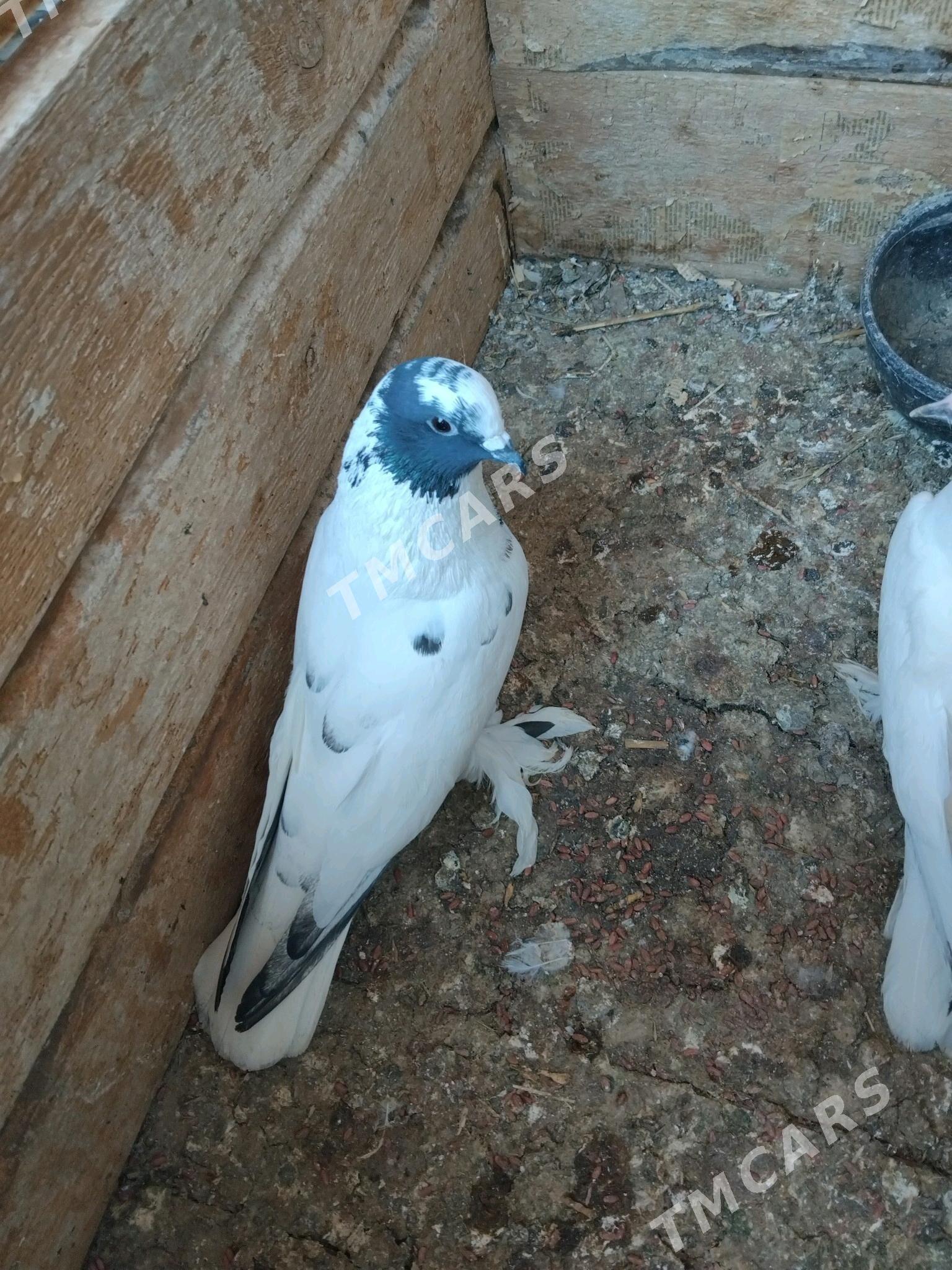 kepderi - Мары - img 3