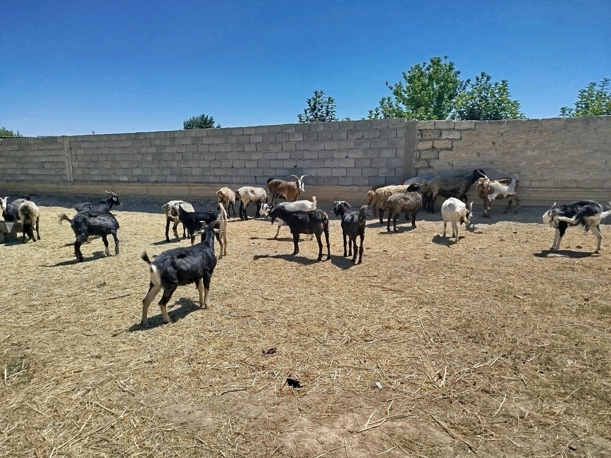 Gysyr geçi - Gökdepe - img 3