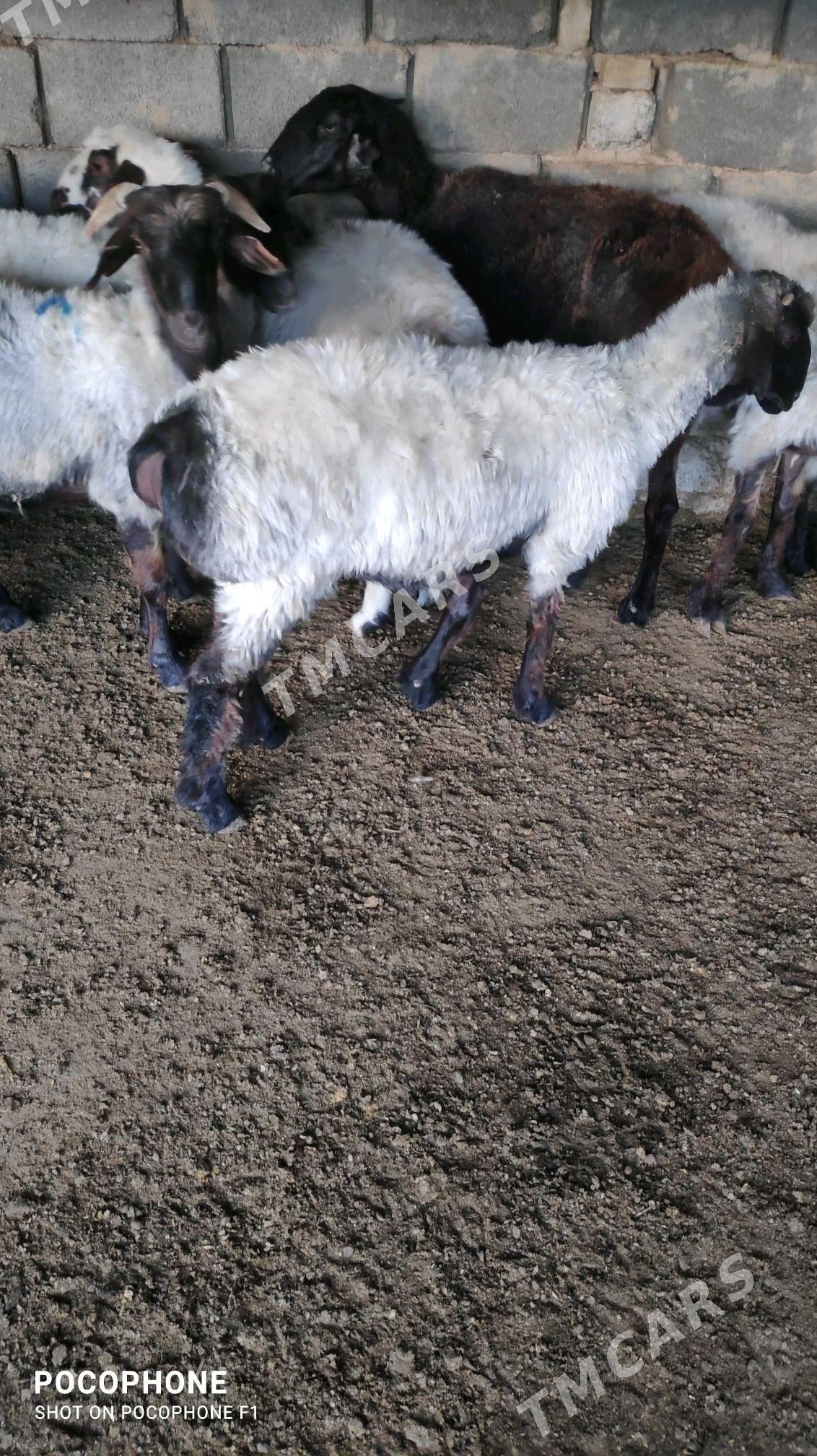 bicik issek - Hitrowka - img 2