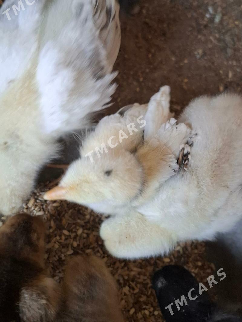 Legorın ataks juyje - Гумдаг - img 5