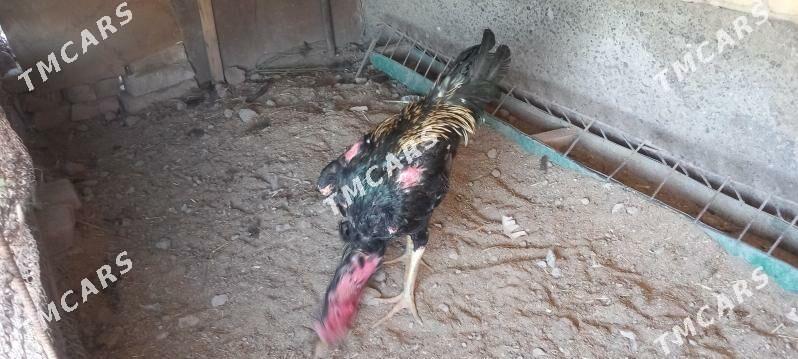 baysow horaz - Çärjew - img 3
