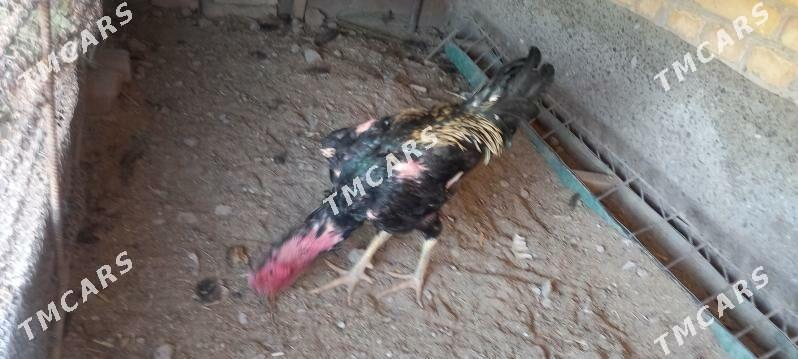 baysow horaz - Çärjew - img 2
