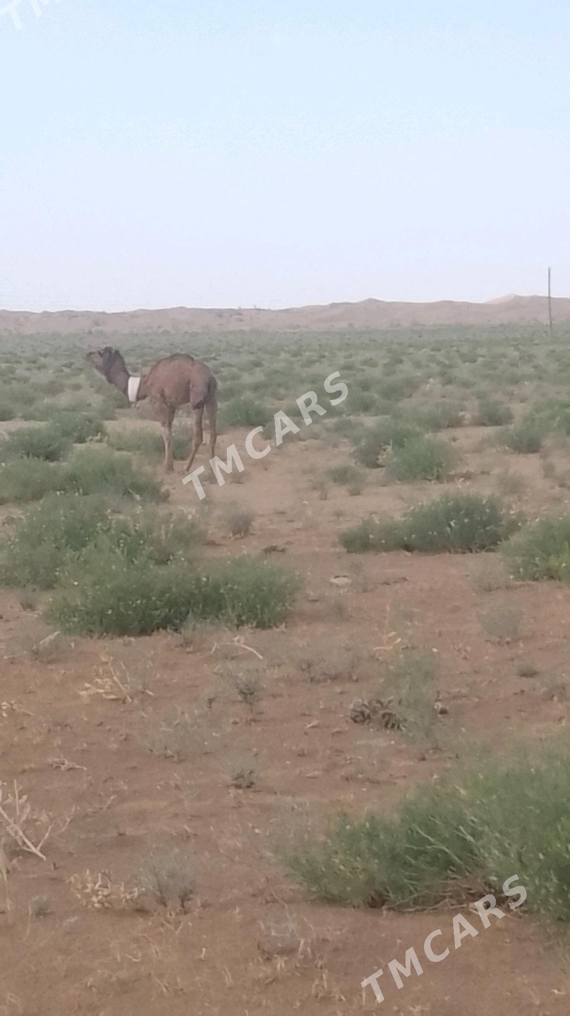 ogsyk - Jebel - img 2