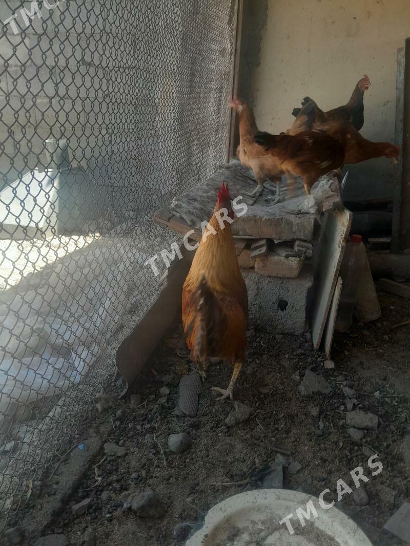 Towuklar - Büzmeýin - img 2