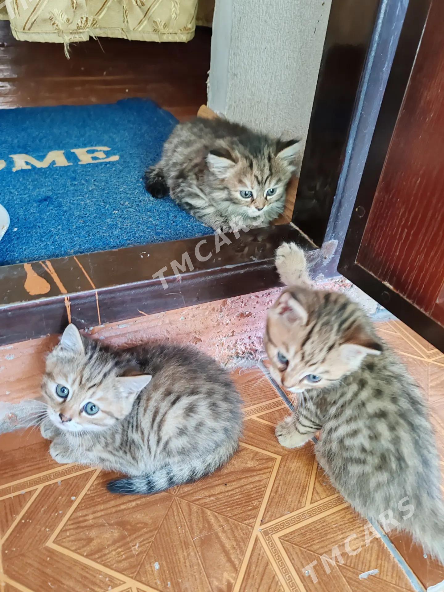 Котята на продажу - Мары - img 2