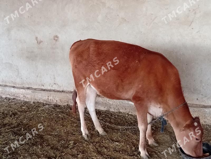 1yasan gulajyn gole - Wekilbazar - img 2