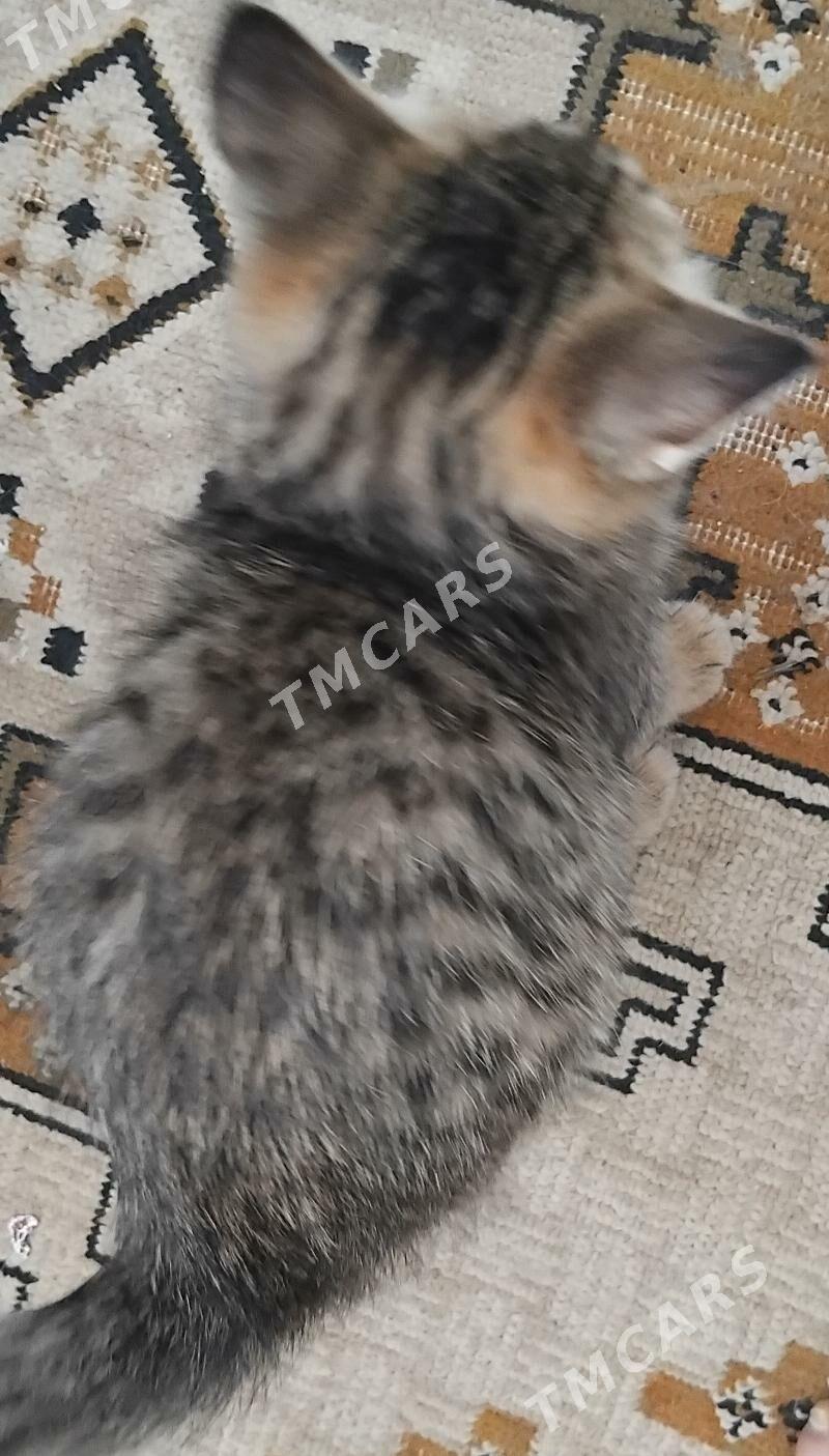 Котенок - мальчик - Türkmenabat - img 2