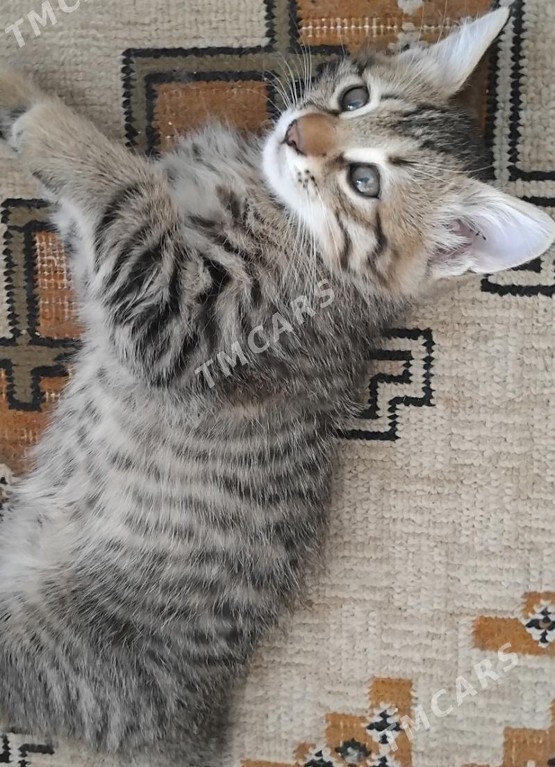 Котенок - мальчик - Türkmenabat - img 1
