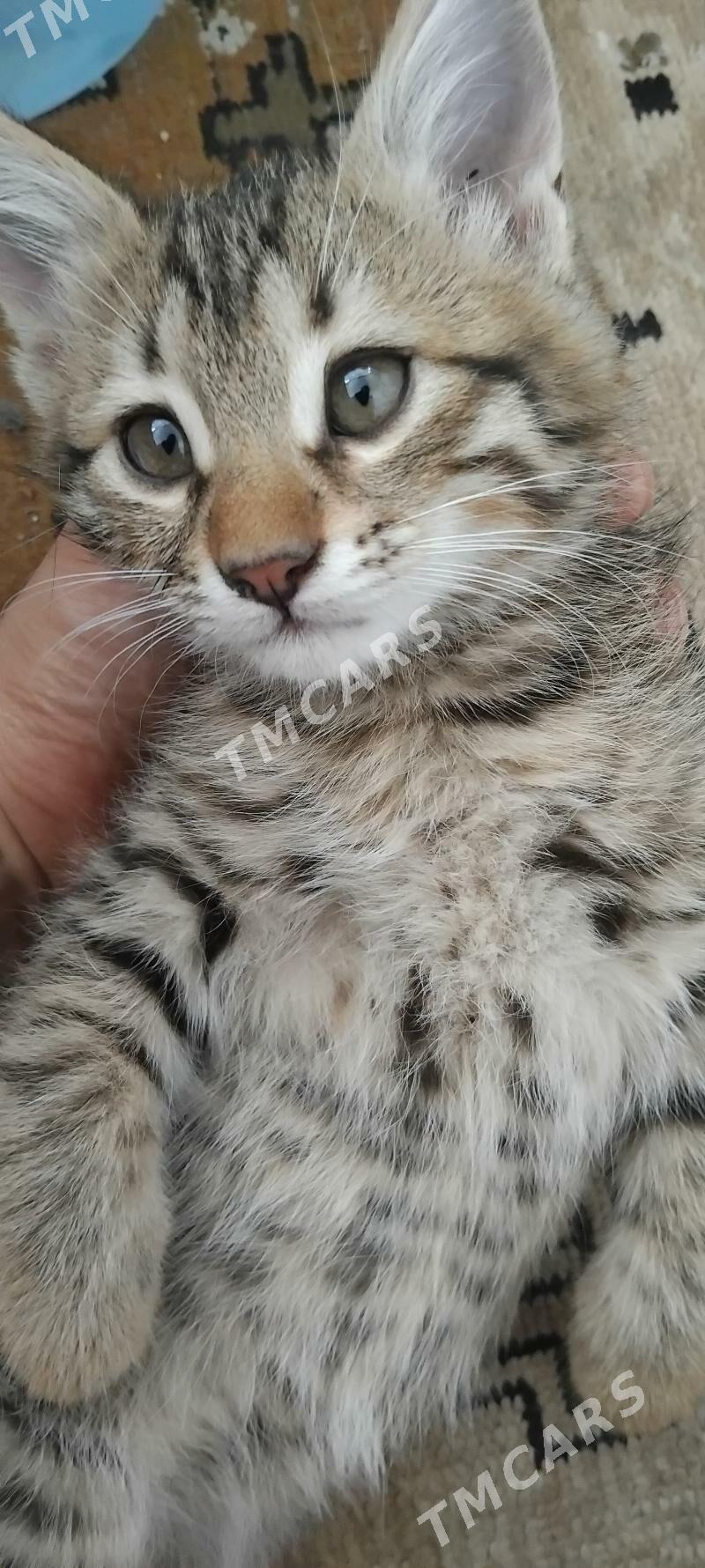 Котенок - мальчик - Türkmenabat - img 3