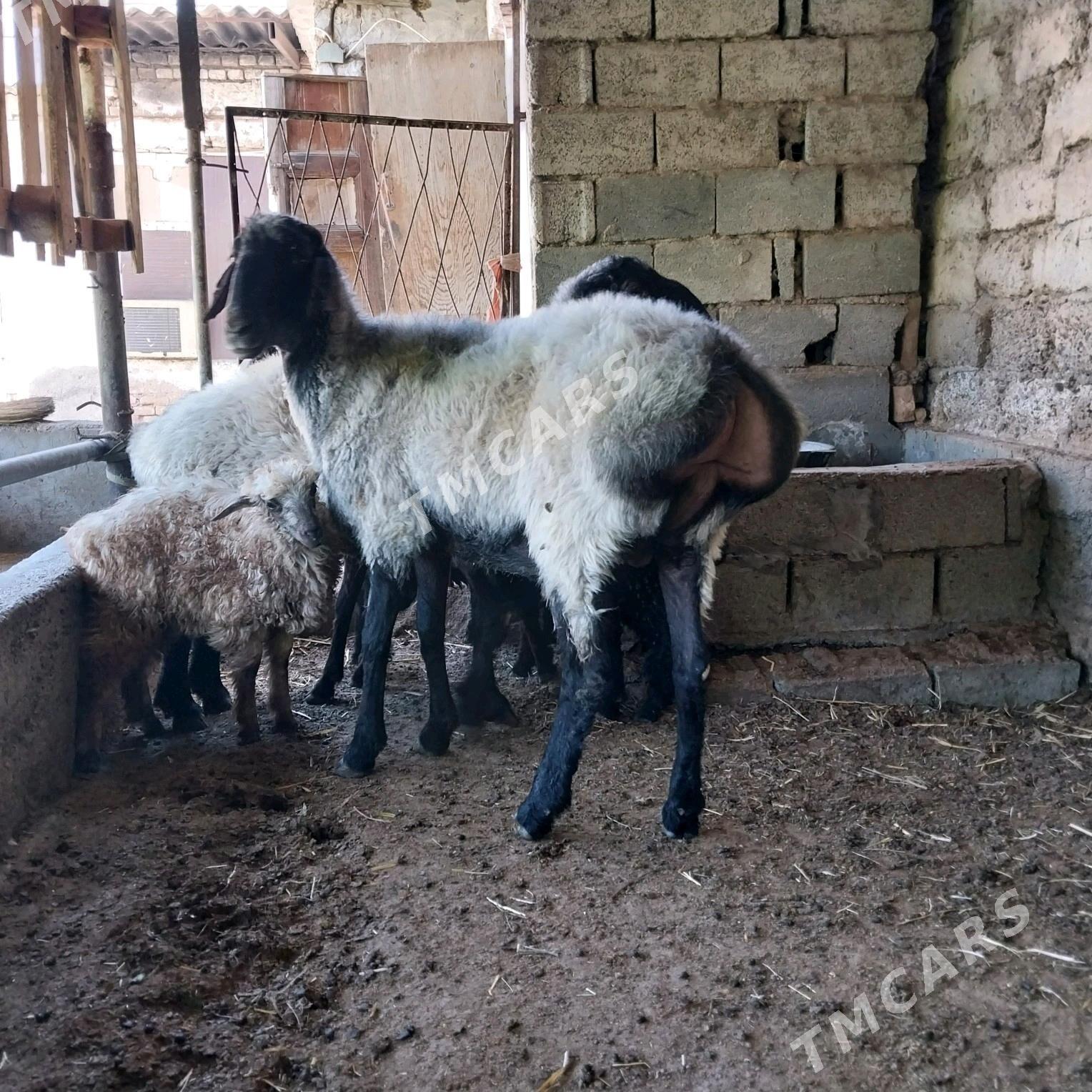 öweç - Çoganly - img 3