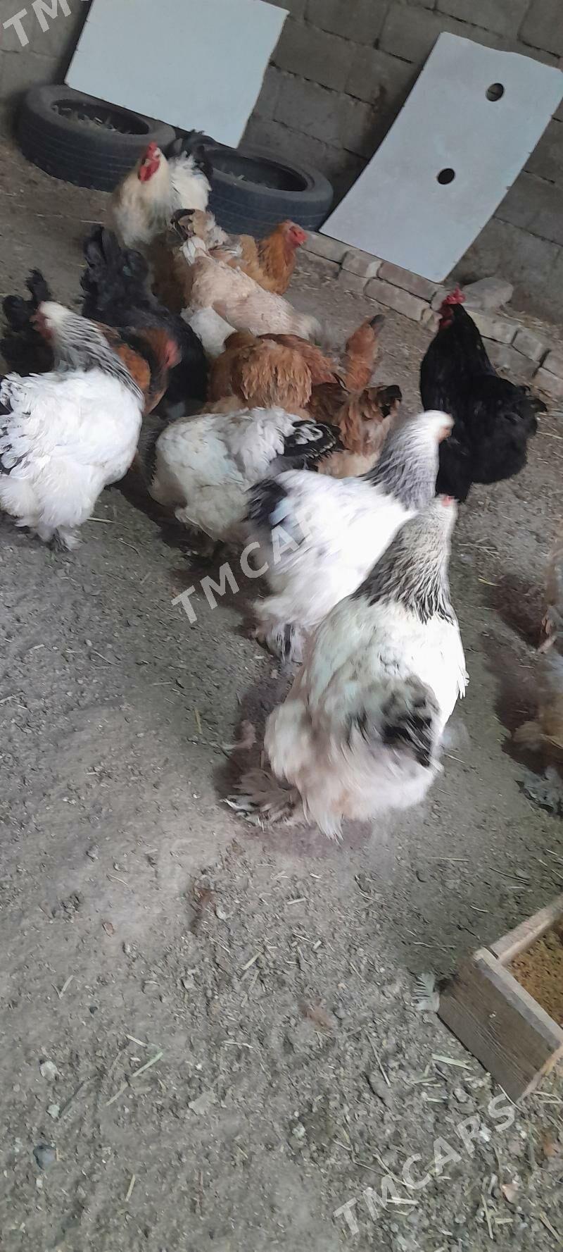 Brama Yumurtga - Büzmeýin - img 2