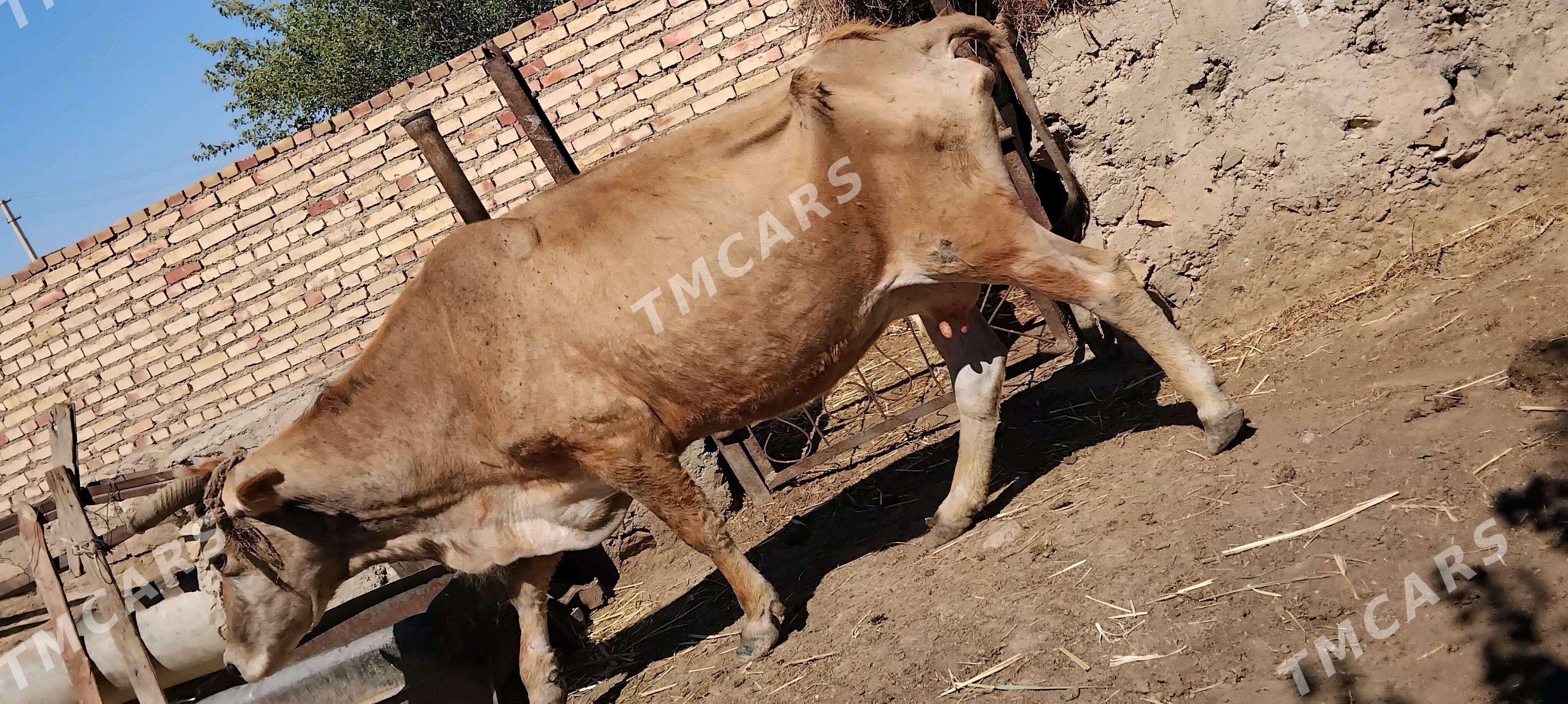goleli sygyr - Bereket - img 2