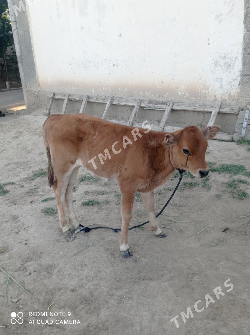 şwes  tüwe - Büzmeýin - img 2
