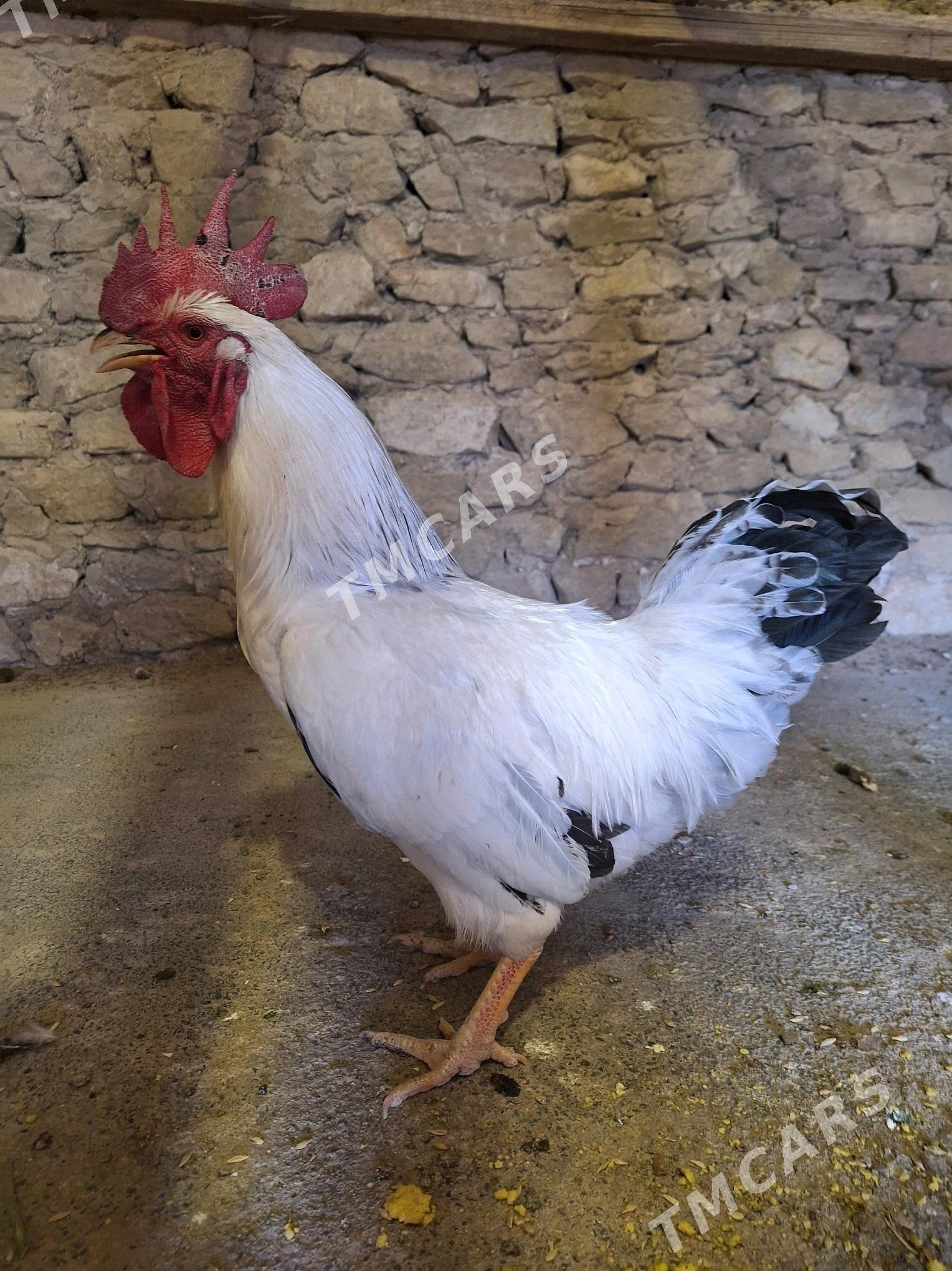Horaz - Gyzylarbat - img 3