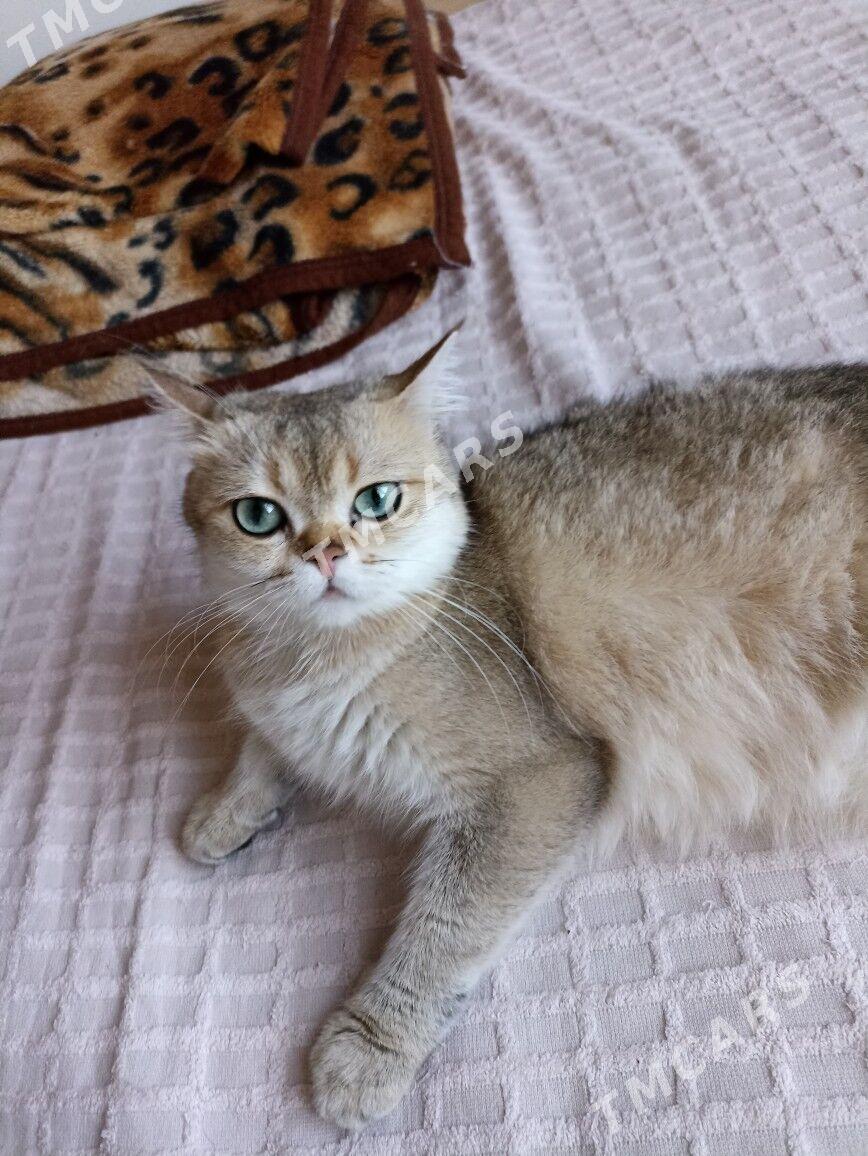 Шотландские котята - Parahat 1 - img 4