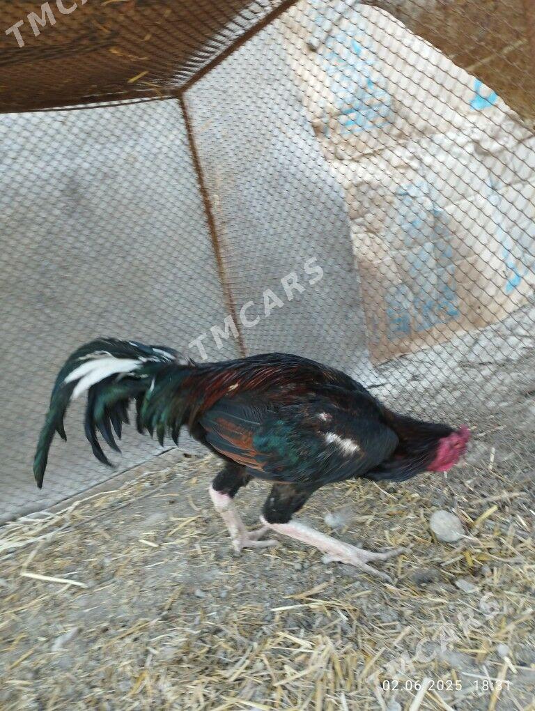 Baysow horaz - Çärjew - img 3